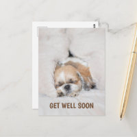Em breve, um cachorrinho bonito, shihtzu