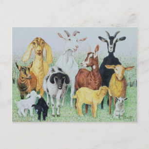Cartão Postal Em Clover