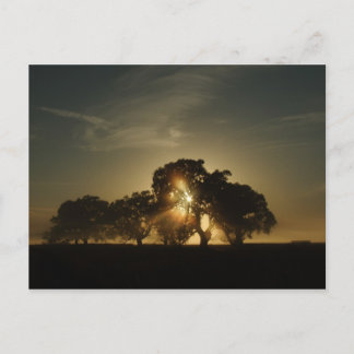 Cartão Postal Em Manhãs Como Esta