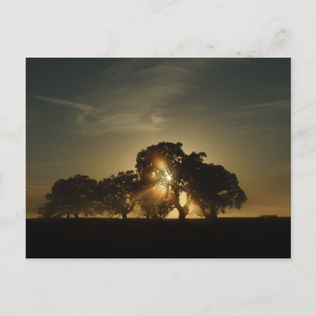 Cartão Postal Em Manhãs Como Esta (Frente)