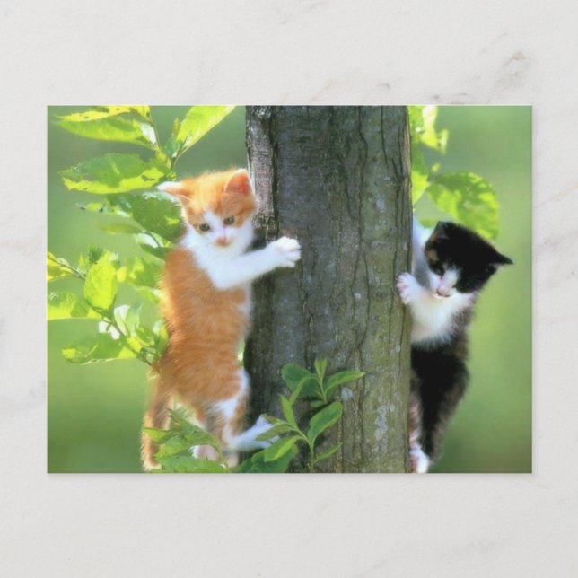 Cartão Postal Em Problemas Agora (Frente)