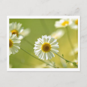 Cartão postal em tempo de verão