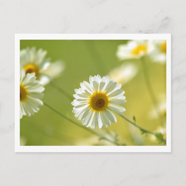 Cartão postal em tempo de verão (Frente)