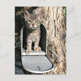 Cartão Postal Email do Kitten