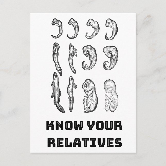 Cartão Postal Embriogênese Evolutiva (Frente)