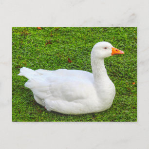 Cartão Postal Emden Goose, Lago Roath Park, Cardiff, País de Ga