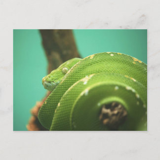 Cartão Postal Emerald