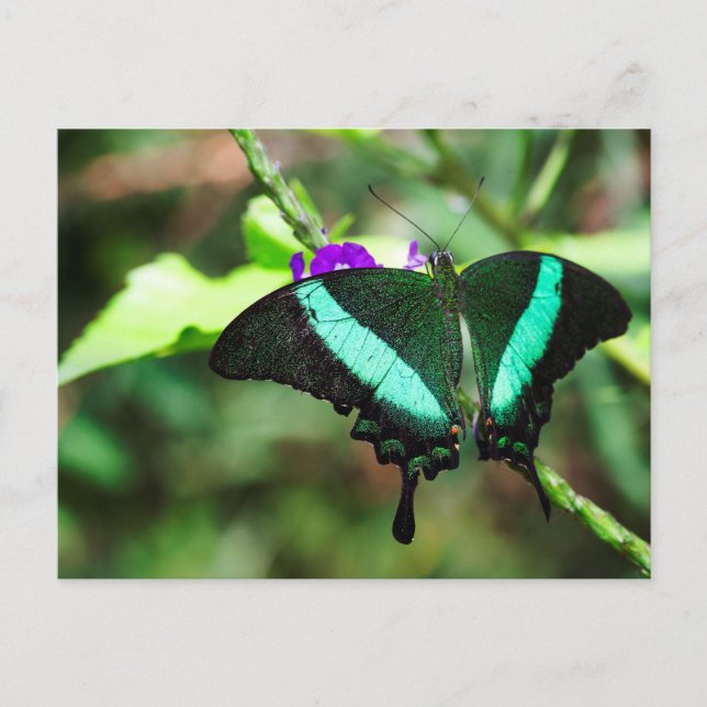 Cartão Postal Emerald Swallowtail Exótico (Frente)