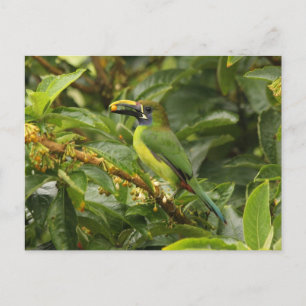 Cartão Postal Emerald Toucanet