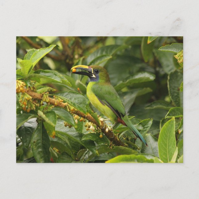 Cartão Postal Emerald Toucanet (Frente)