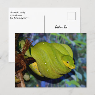 Cartão Postal Emerald Tree Boa Cobra