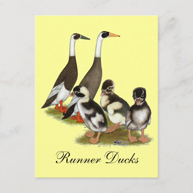 Cartão Postal Emery Penciled Runner Duck Family (Frente)
