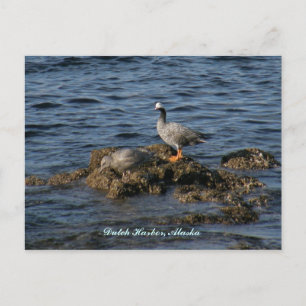 Cartão Postal Emperor Goose & Excelente Gull, Porto Holandês, AK