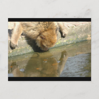 Cartão Postal Empresas de macacos