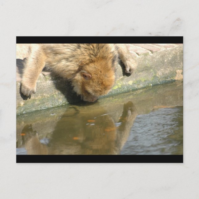 Cartão Postal Empresas de macacos (Frente)