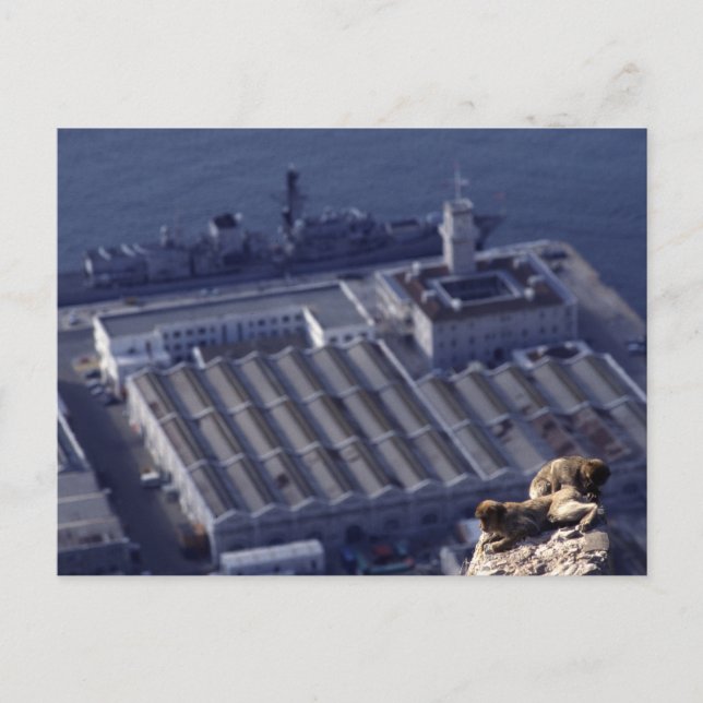 Cartão Postal Empresas Macacos Em Gibraltar (Frente)
