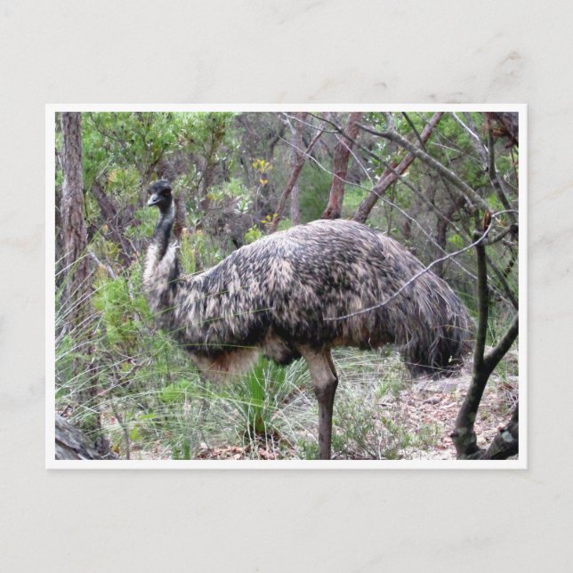 Cartão Postal emu (Frente)