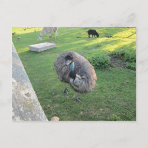 Cartão Postal Emu