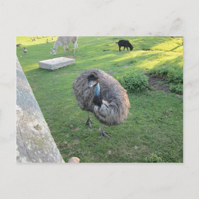 Cartão Postal Emu (Frente)