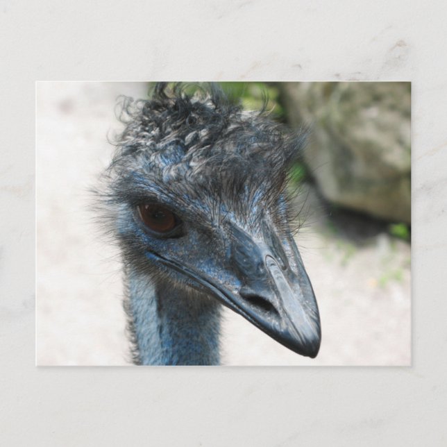 Cartão Postal Emu Bird Olhando para você (Frente)