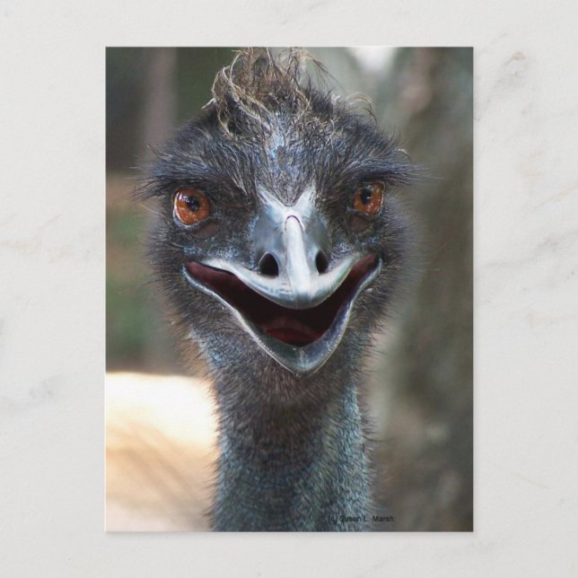Cartão Postal Emu saying HI! Open beak big brown eyes picture (Frente)