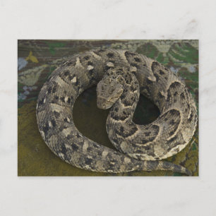 Cartão Postal Encantador de serpentes, víbora-africana Bitis
