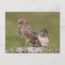 Encantadora Fotografia da Coruja-buraqueira da Fló