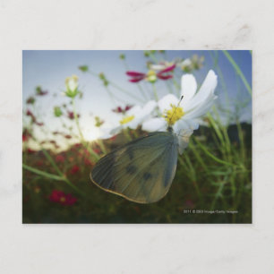 Cartão Postal Encerramento da borboleta na flor