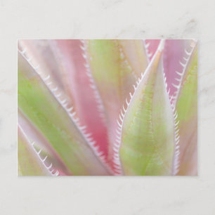 Cartão Postal Encerramento da central de Yucca