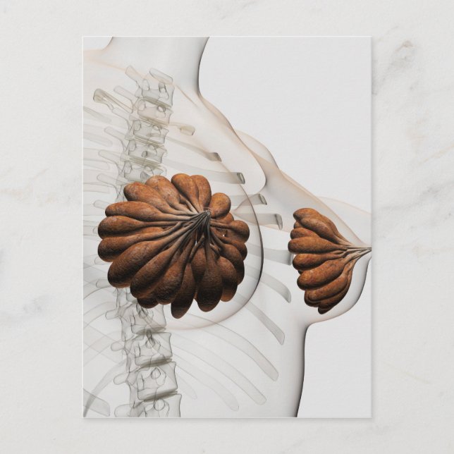 Cartão Postal Encerramento Das Glândulas Mamárias Femininas (Frente)