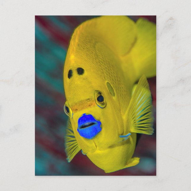 Cartão Postal Encerramento de Angelfish (Frente)