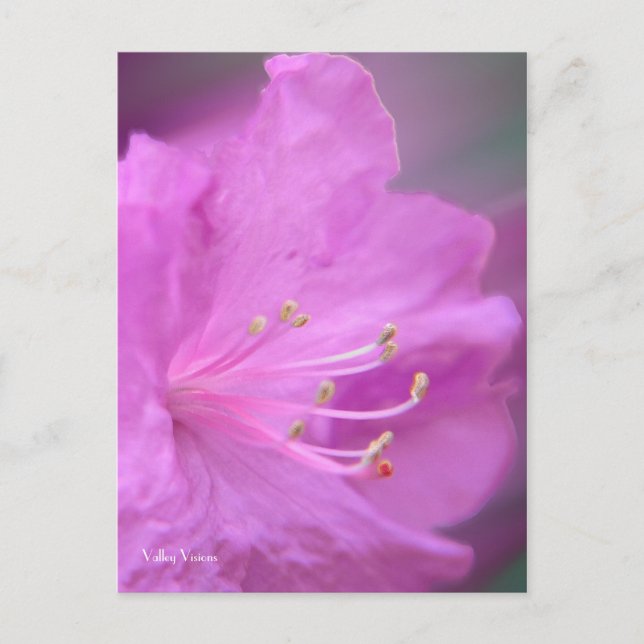 Cartão Postal Encerramento de Azalea (Frente)