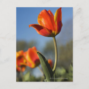 Cartão Postal Encerramento de flores tulipas