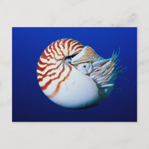 Cartão Postal Encerramento De Nautilos Cambiados