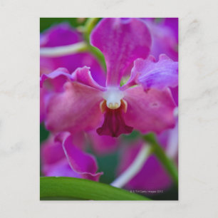 Cartão Postal Encerramento de orquídeas cor-de-rosa