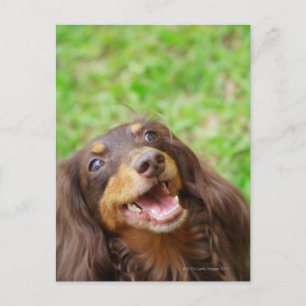 Cartão Postal Encerramento de um cão Dachshund