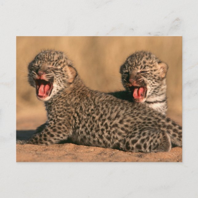 Cartão Postal Encerramento De Um Novo Leopardo Nascer (Panthera  (Frente)