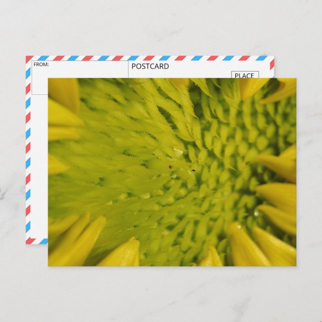 Cartão Postal Encerramento do girassol vibrante (Frente/Verso)
