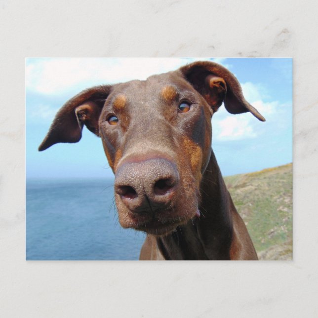 Cartão Postal Encerramento engraçado de um cachorro Doberman Nat (Frente)