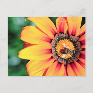 Cartão Postal Encerramento Extremo De Uma Abelha Que Coleta O Pó