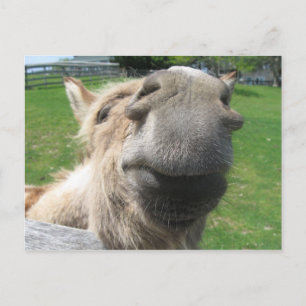 Cartão Postal Encerre o Burro Engraçado
