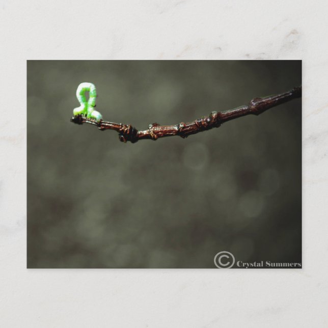 Cartão Postal Enchworm (Frente)