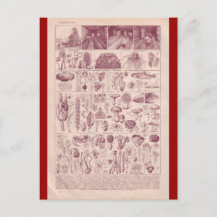Cartão Postal Enciclopédia Francesa 1920, Cogumelos