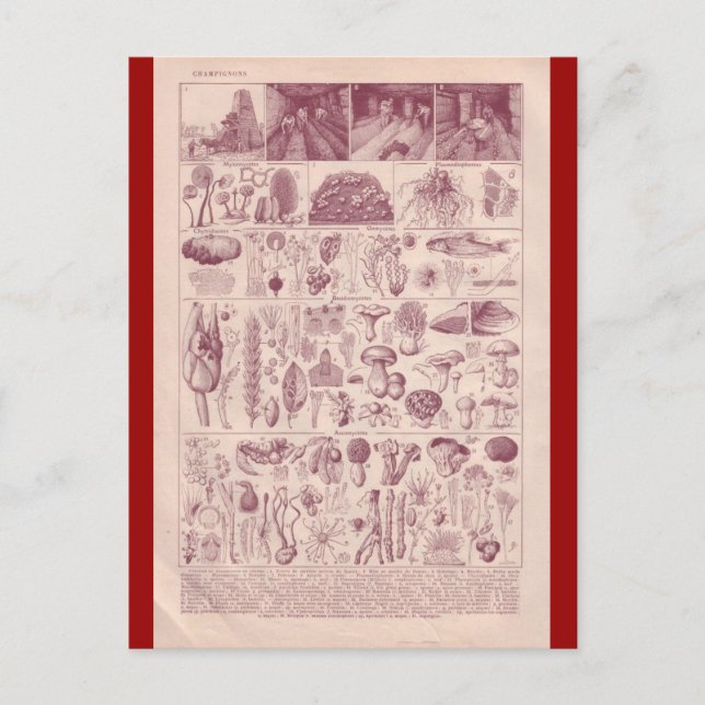 Cartão Postal Enciclopédia Francesa 1920, Cogumelos (Frente)