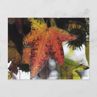 Cartão Postal Encino California