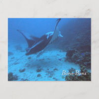 Encontro Manta Ray em Bora Bora