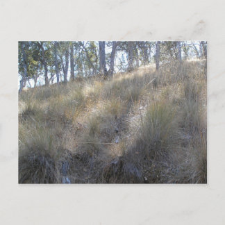 Cartão Postal Encosta de inverno perto de Livermore, CA