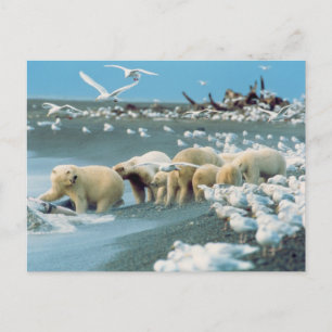 Cartão Postal Encosta Norte do Alasca. Ursos polares Ursus