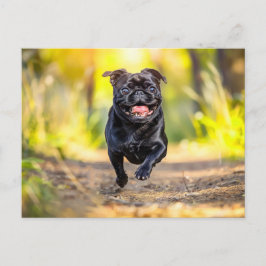 Cartão Postal Energetic Pug Running Through Forest