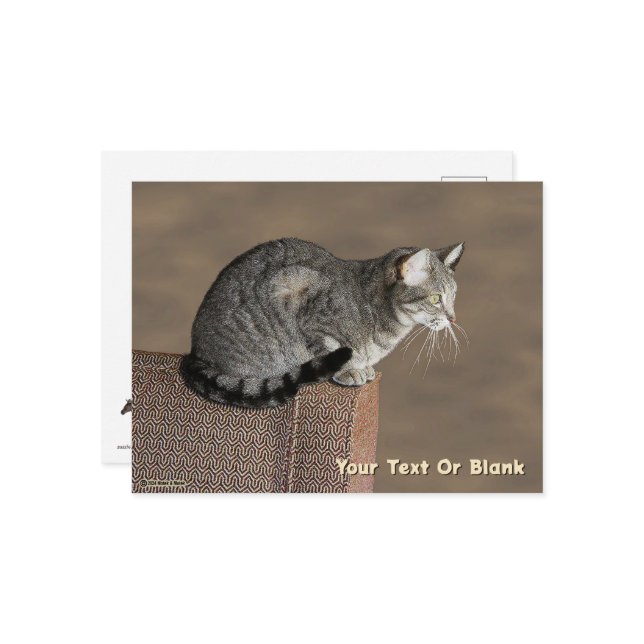 Cartão Postal Enfumaçado Cinza por Cat (Frente/Verso In Situ)